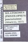 Etiketten zu Pristilophus punctatissimus (Ménétriés, 1851) (NHMW-ZOO-COL-0008395)
